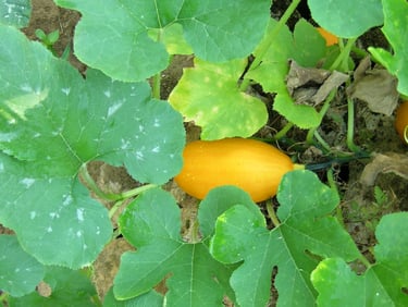 courgette jaune 