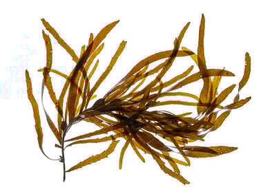 Phyllospora comosa