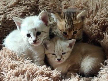 Gatto Savannah cuccioli