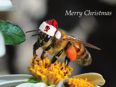 Beekeeping Course,  Voucher