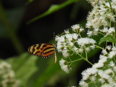 A butterfly on a flower in Costa Rica