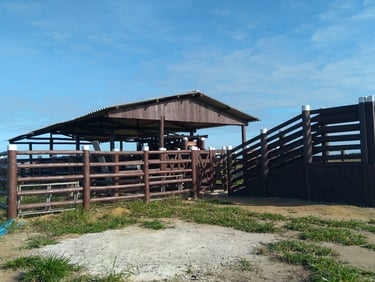 Curral de eucalipto tratado com embarcador - Imader