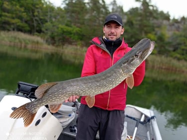 grace a fishing escape sweden, un pêcheur tient un gros brochet suedois. il y a des roseaux.