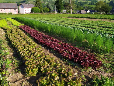 Maraichage en vallée d'Aspe