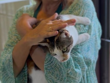 Founder Lisa gently comforting a cat at The Cat Residence Colombo — where love and trust come first.