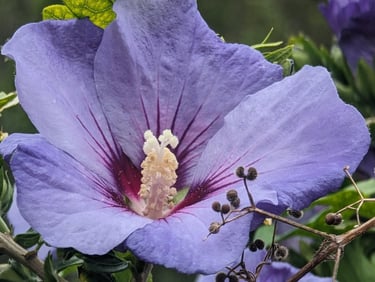 Hibiscus à la fleur d'un mauve délicat avec un coeur de feu d'artifice