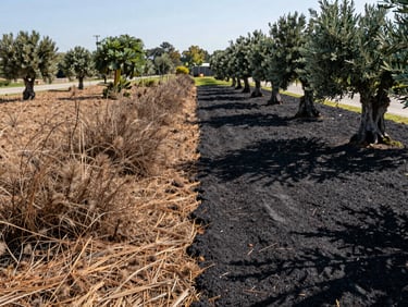 Split-screen high-contrast before-and-after of an Attica plot: left side overgrown dry brush and pine needles; right side perfectly cleared earth, pruned olive trees, and clean fire-safe soil under bright noon sun.