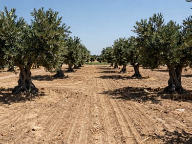 Wide-angle landscape shot of the same Kifisia plot, completely cleared ground, neatly trimmed olive trees, no dry brush, clean soil under bright sun.