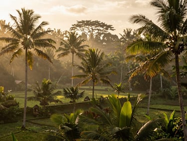 A wide environmental shot of a misty tropical valley in Bali at golden hour, palm trees, warm natural light, editorial travel photography