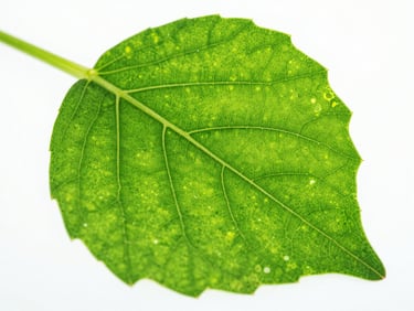 Extreme close-up of a vibrant green plant leaf showing microscopic cellular structures and health under crisp high-key laboratory lighting, bright scientific photography, vivid colors.