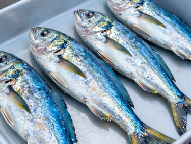 Filetes de dorado (mahi-mahi) de color vibrante, perfectamente congelados, apilados sobre una bandeja metálica, con reflejos de luz.