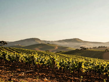Wide panoramic view of high-altitude vineyards in southern Brazil under a soft overcast sky, misty hills in the background
