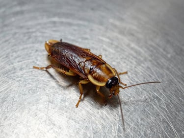 Macro shot of a German cockroach on a clean stainless steel surface, clinical lighting, high definition.