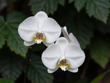 Elegant white orchid stem curving gracefully against a dark forest green background.
