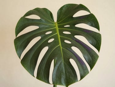 Close-up of a mature Monstera Deliciosa leaf with perfect fenestrations, soft indirect light, warm ivory background.