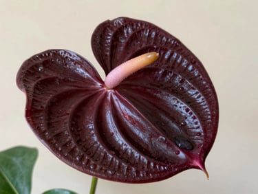 Macro shot of a deep plum anthurium flower, showcasing its rigid sculptural form and texture.
