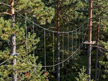A complex system of high-strength climbing ropes and friction pulleys rigged high in a mature pine tree, clean and organized setup.