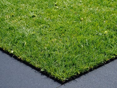 Close-up of a perfectly manicured green lawn with sharp edges against a paved walkway, bright natural morning light, rich forest green tones, sharp focus, 35mm