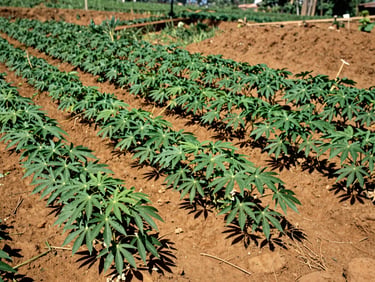 Lush green cassava plants growing in neat rows across a warm clay hillside in Manyu Division, 35mm.