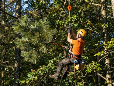 An arborist carefully lowering a heavy pine limb using ropes and pulleys, clean rigging setup, bright morning sunlight, 35mm.