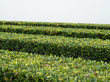 Close-up of perfectly manicured hedge with sharp lines, bright overcast daylight, 35mm.