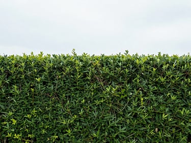 Close-up detail of a perfectly trimmed green hedge with sharp edges, bright overcast daylight, natural colors with sharp contrast, 35mm