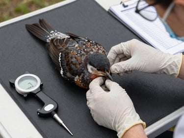 Close-up overhead view: gloved hands securing a mid-sized bird on a field examination mat, calibrated instruments and a data sheet visible at the edge, overcast natural daylight, no shadows, clinical task focus