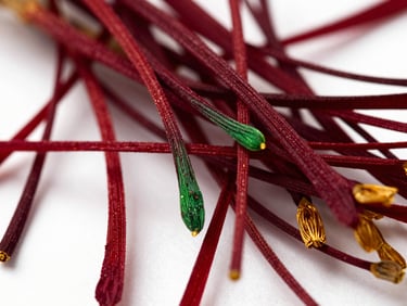 Macro shot of deep red Taliouine saffron threads on a clean white background, soft studio lighting, luxurious editorial photography, rich royal green and warm gold accents, high-contrast textures, 35mm