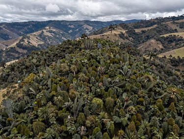 Vista aérea de un proyecto de reforestación activa en la cordillera andina colombiana, luz de día nublado, vegetación densa recuperando el terreno natural.