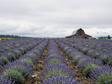 A wide environmental portrait of lavender rows under a soft overcast sky, a wooden barn visible in the distance.