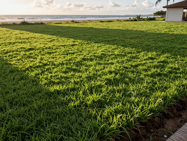 Wide shot of freshly installed lawn grass on a coastal property in Pernambuco, soil edges visible, morning light raking across the new turf surface