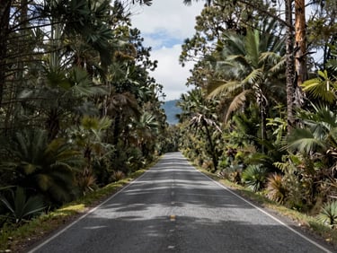 Entrada a parcela con árboles nativos en Villarrica, camino de acceso limpio, mañana despejada