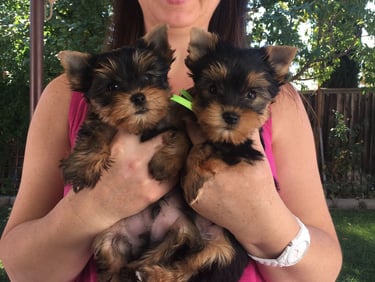 Cachorros yorkie macho y hembra  en adopción