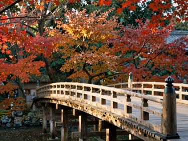 A traditional wooden bridge in Kyoto surrounded by vibrant autumn foliage, soft golden light, 35mm lens