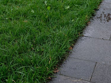 Close-up overhead view of freshly trimmed lawn edge along a stone path, wet grass clippings scattered, overcast morning light, no people