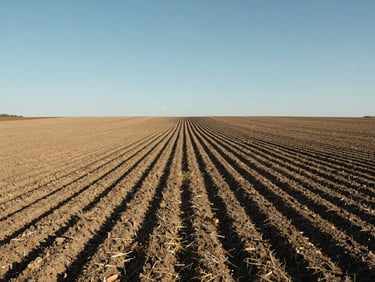 Agricultural field rows photographed from ground level in clear daylight, flat terrain, no people, wide environmental framing