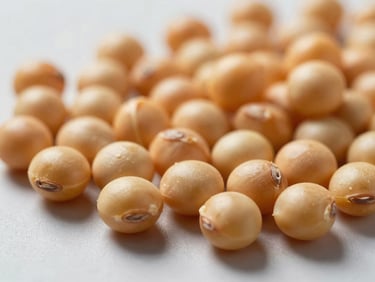 Extreme close-up of field crop seeds — corn and soybean kernels on a flat matte surface under bright shadowless studio light, detail sharp enough to show seed coat texture