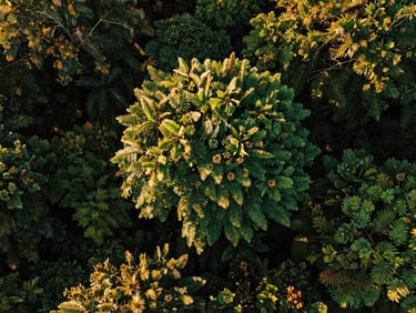 Lush West African forest canopy captured from a low-altitude drone during golden hour, deep emerald leaves contrasting with golden sunlight streaks