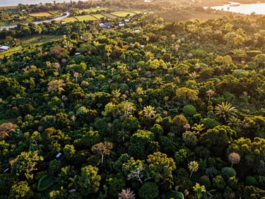 Aerial drone view of a lush West African forest canopy meeting a structured eco-engineered coastal buffer zone, golden hour sunlight, high-contrast greens