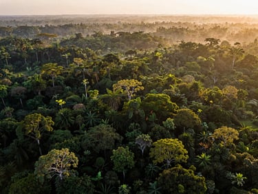 Wide aerial drone photography of a lush, dense sacred forest canopy in Benin at golden hour, deep forest greens, soft mist, warm sunlight