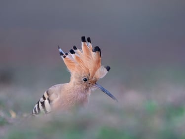 Common Hoppoe - Birdwatching with Private Guide Safaris India