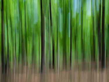 The evergreen Sal forest of Central India Jungles