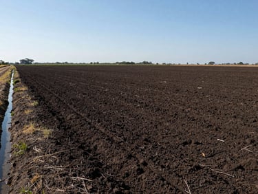 Wide establishing shot of a flat agricultural terrain in Sinaloa, Mexico, clear daylight, rich dark soil visible in the foreground, irrigation canal running along the left edge, distant tree line at the horizon, no people