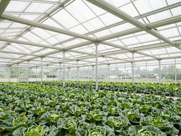 Wide-angle interior view of a multi-span vegetable greenhouse, thriving crops under diffused light, automated irrigation visible.