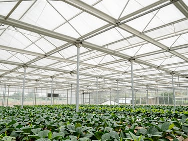 Wide-angle view inside a large multi-span greenhouse, showing structural steel trusses and rows of thriving crops under diffused light.