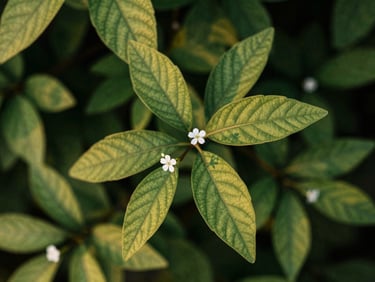Macro shot of Pol-Pala (Aerva lanata) leaves and delicate white flowers, crisp morning light, premium editorial photography, deep forest green tones, 35mm