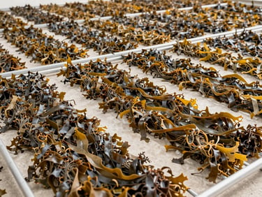 Wide documentary shot of dried Hypnea seaweed laid out in uniform rows on drying racks under bright diffused daylight, pale concrete floor visible, clinical overhead framing showing consistent color and texture across the batch