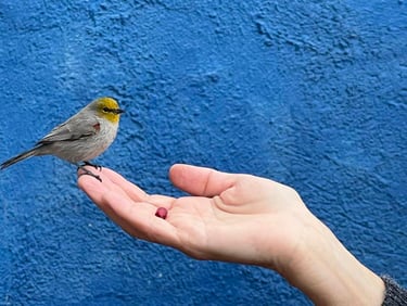 image of bird eating from hand, the subject of relational ethics vegan challenge