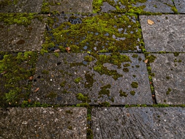 Close-up of heavily moss-covered stone pavement at a German residential property, overcast daylight revealing dark organic staining between joints, damp surface texture clearly visible
