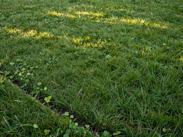 Overgrown residential lawn with uneven grass height, encroaching weeds along border edge, early morning side light showing neglected surface condition